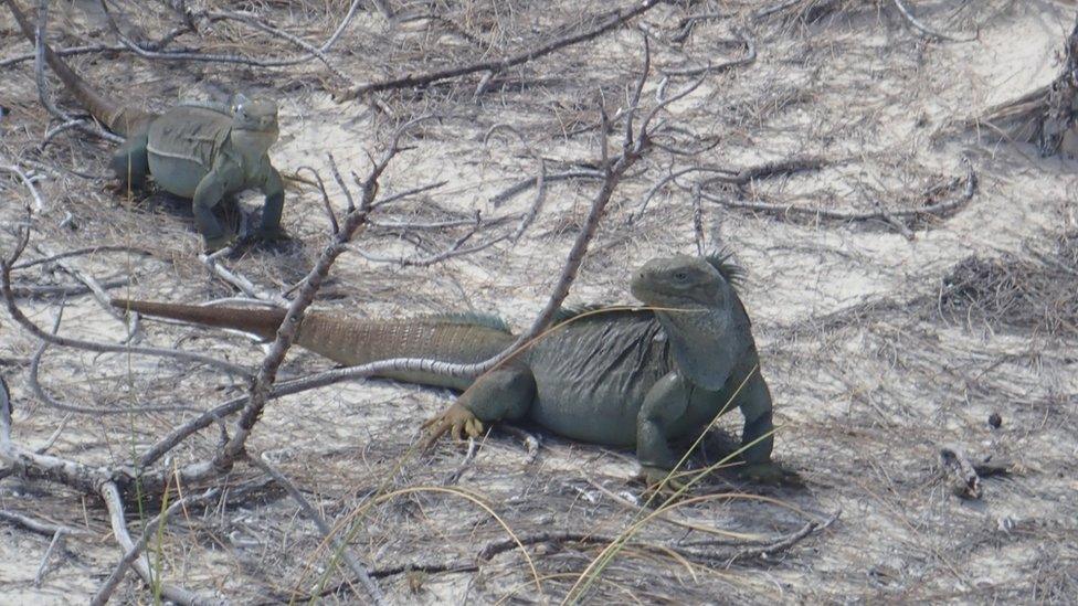 Iguanas