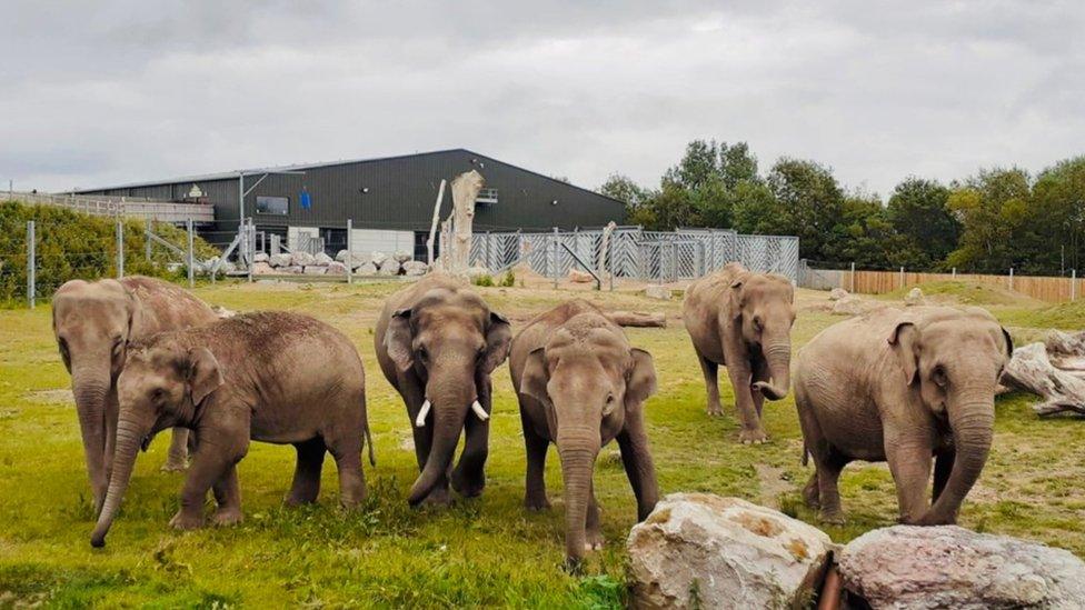 The elephants in their enclosure at Blackpool Zoo