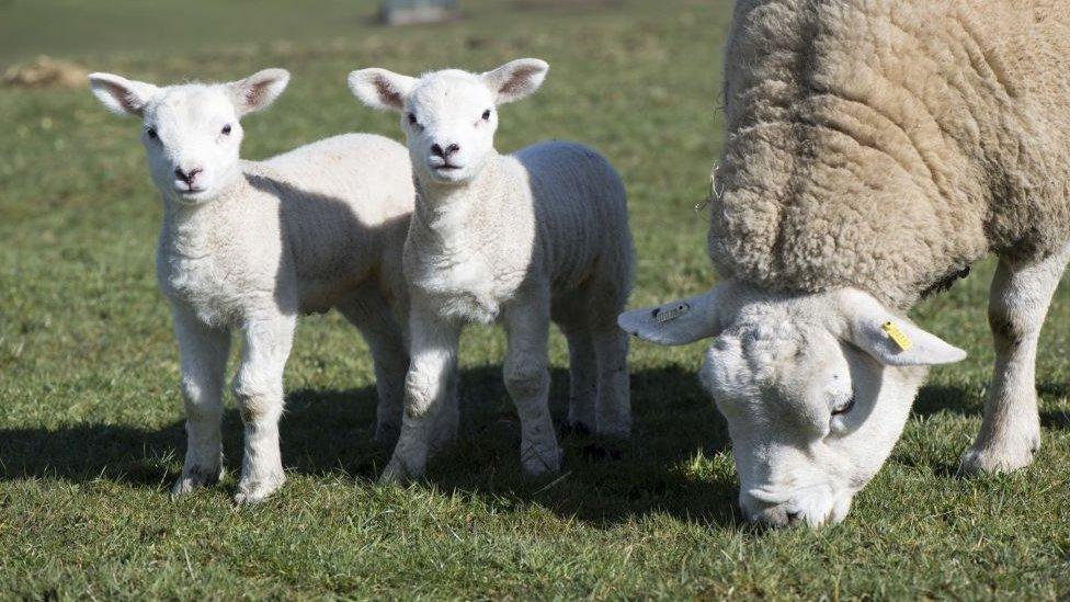 Ewe and lambs in field in North Yorkshire