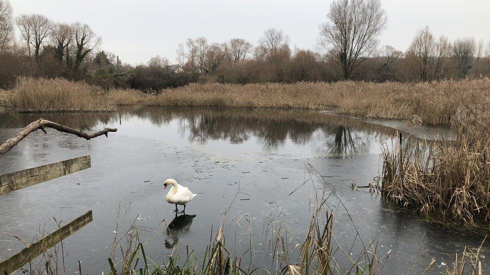 magor marsh