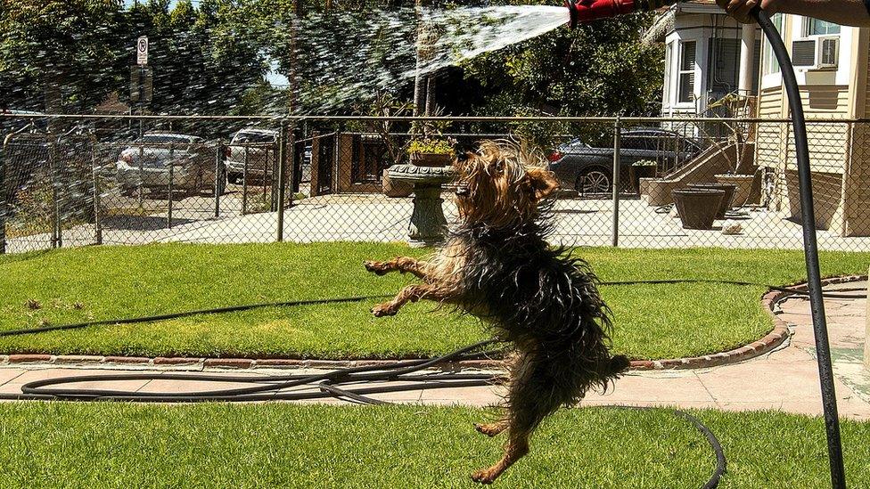 A homeowner waters the front lawn at his home on St. Louis St. in Boyle Heights. His dog Bandit is happy.