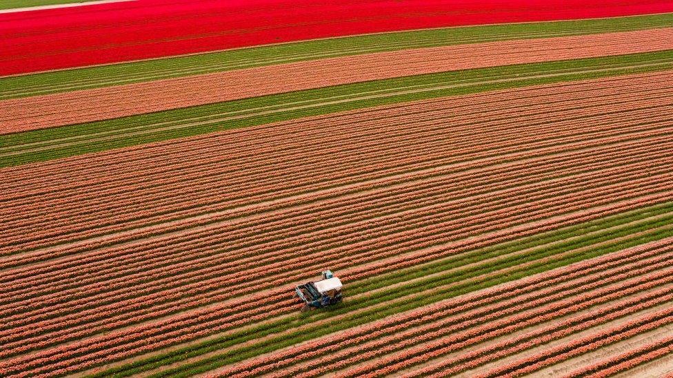 Tulips in bloom in Magdeburg, Germany