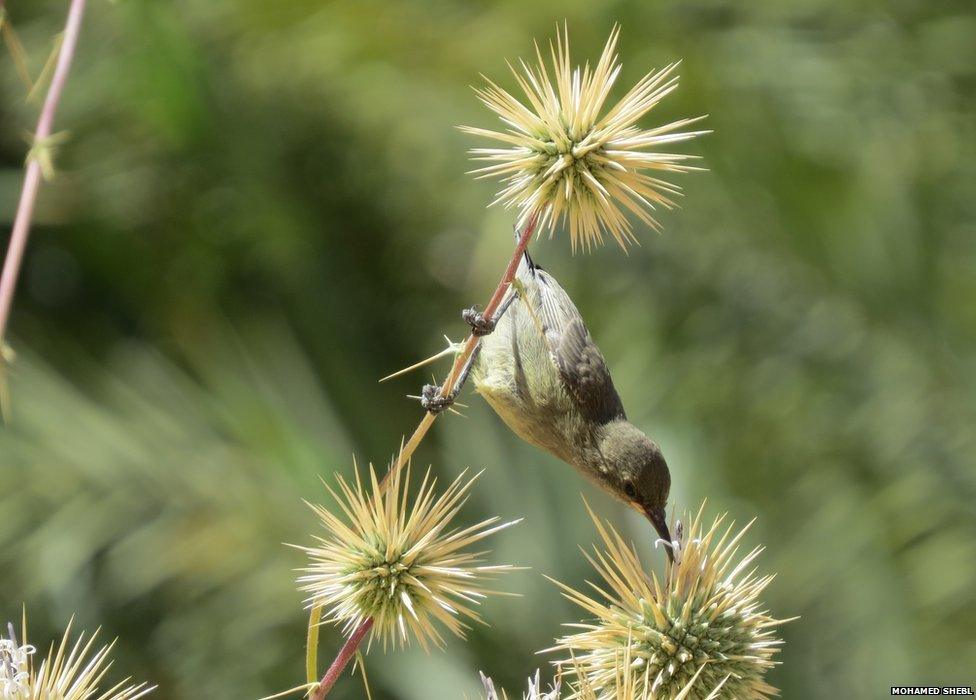 Palestinian sunbird drinking from spiky thistles