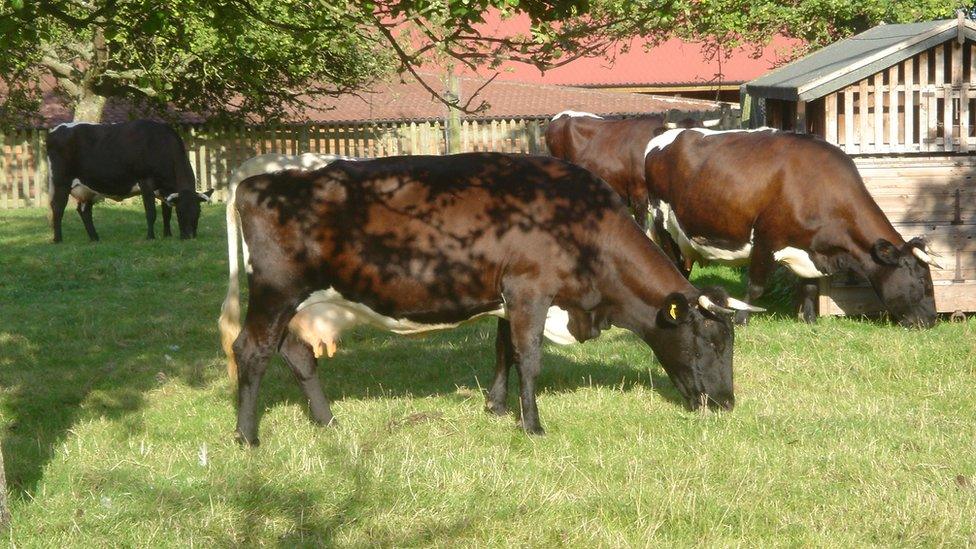 Gloucester cattle grazing