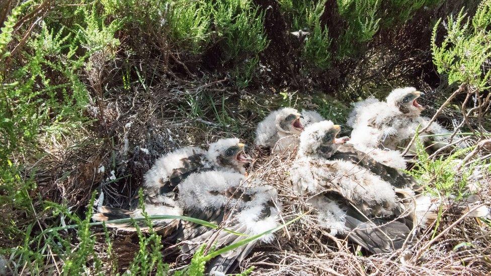 Hen harrier chicks