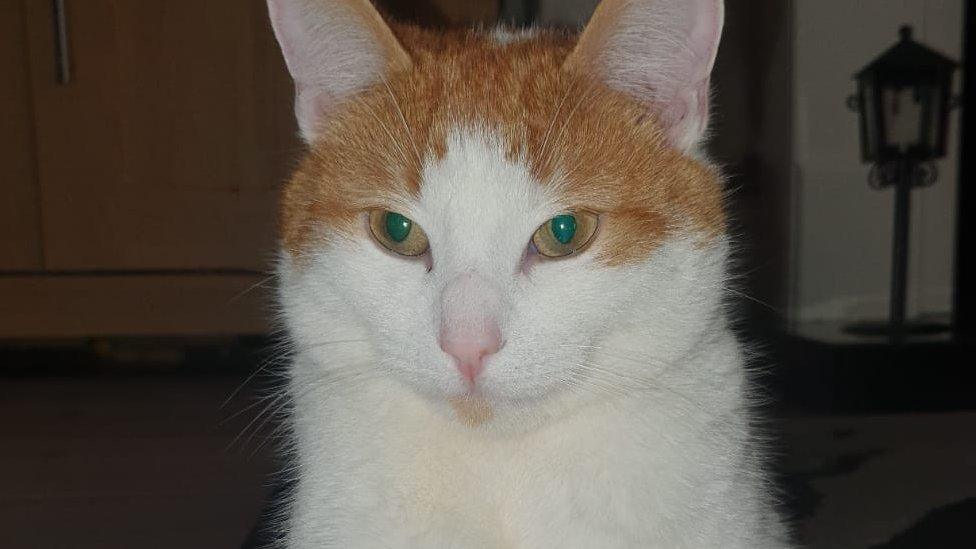 Ginger and white cat