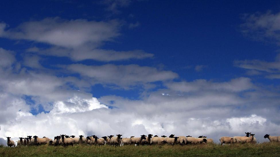 Sheep farm in Wales