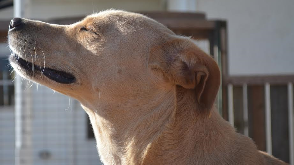 Lana the Labrador