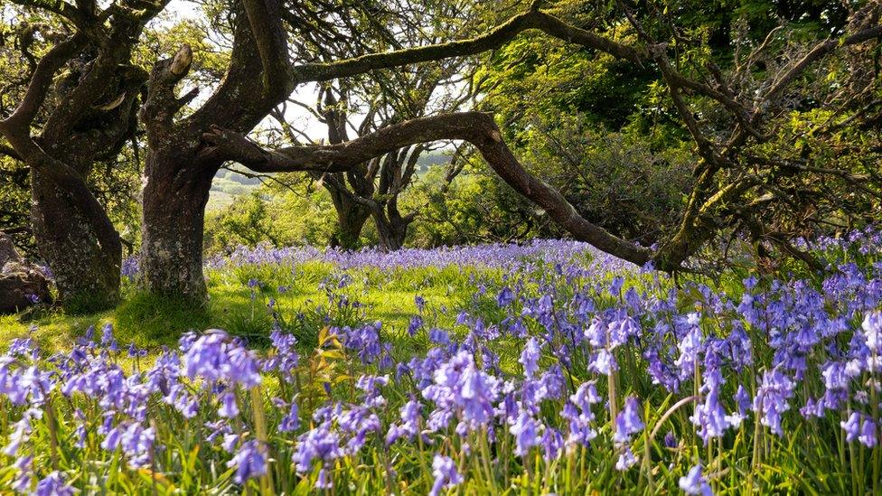 bluebells-spring