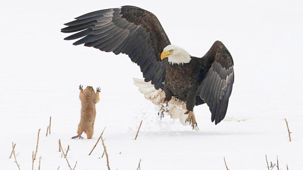 prairie-dog-scaring-a-bald-eagle