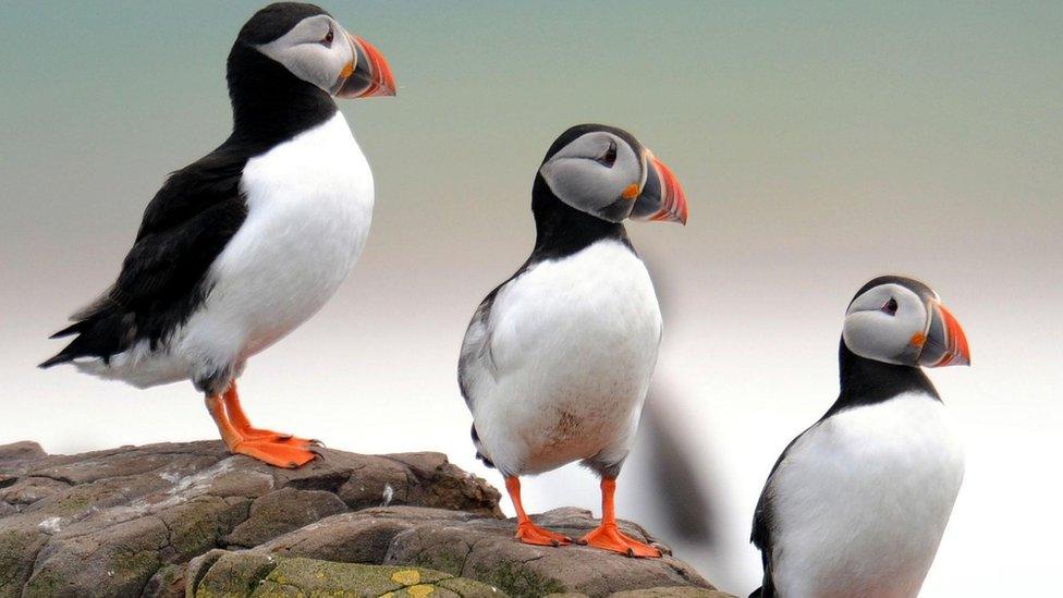 Puffins