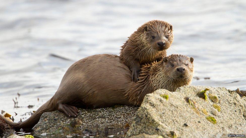 European otter