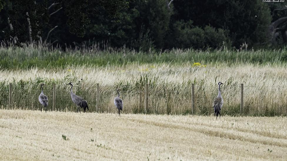 Crane adults and chicks at RSPB Snape Wetlands