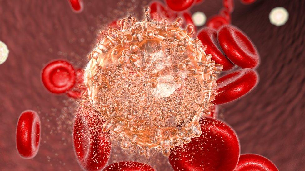 Blood cells