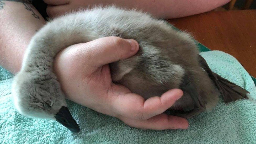 Poorly cygnet is held by a carer