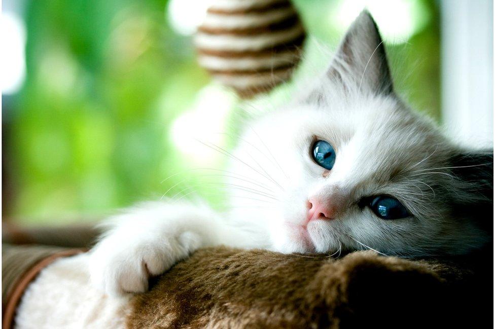 Ragdoll kitten