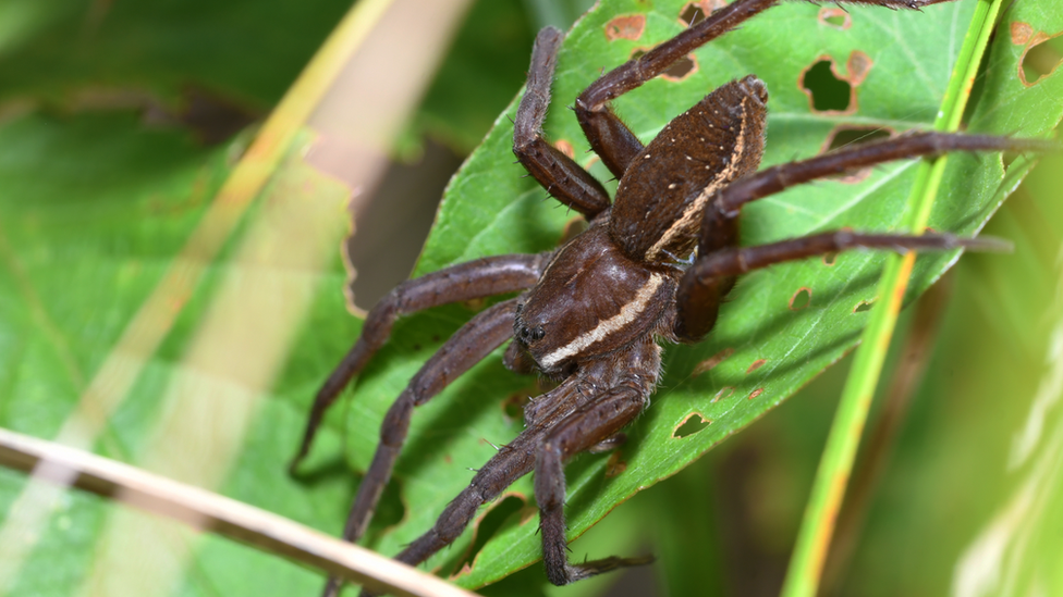 Fen Raft Spider