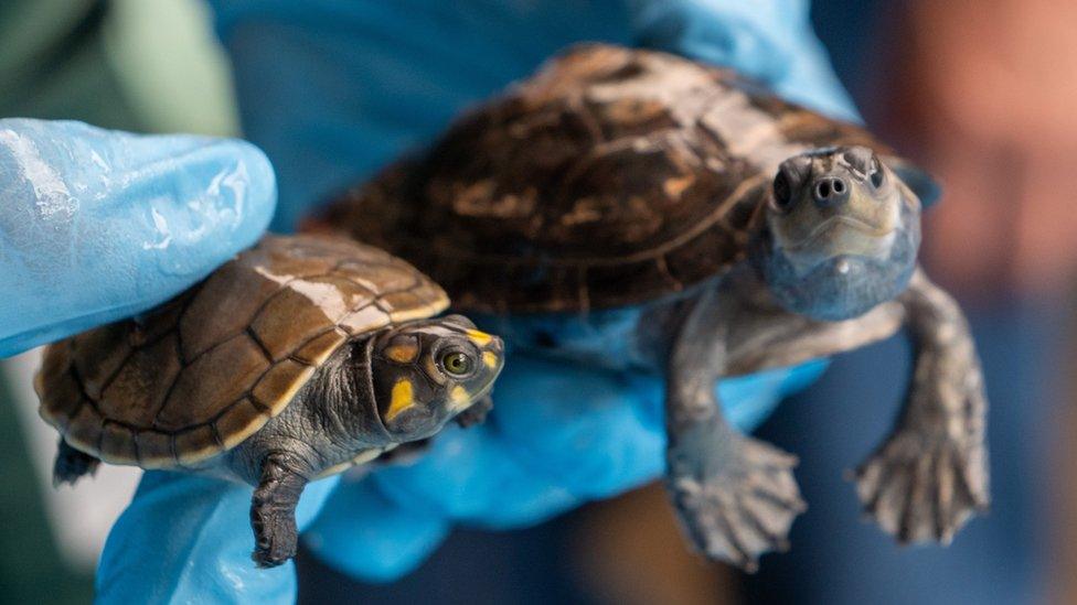 Photo released by Serfor of two the turtles seized