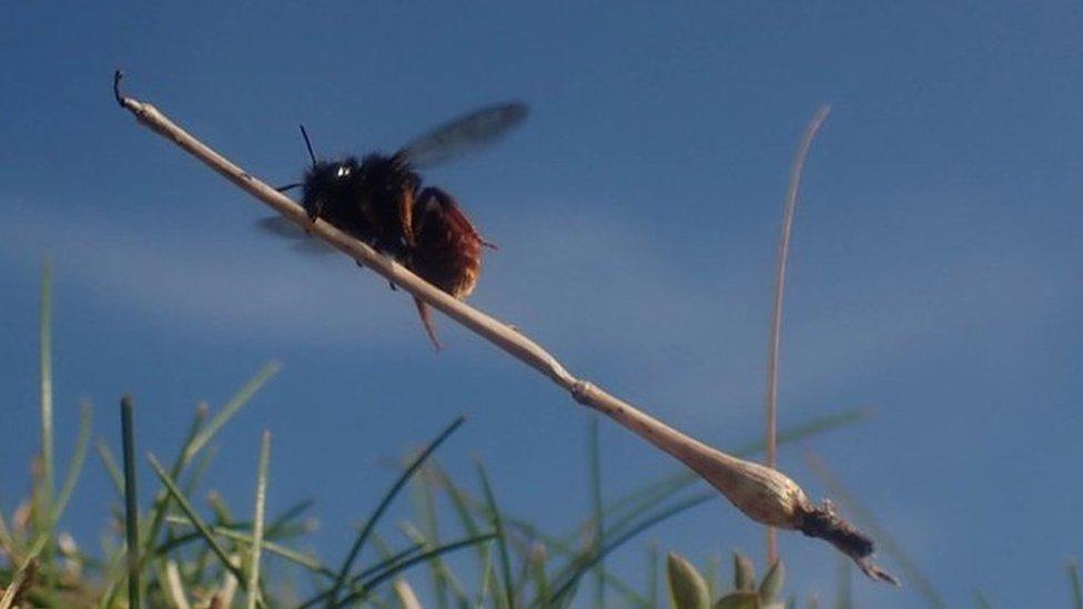 Bee carrying a stick that makes it look like it's flying a broomstick