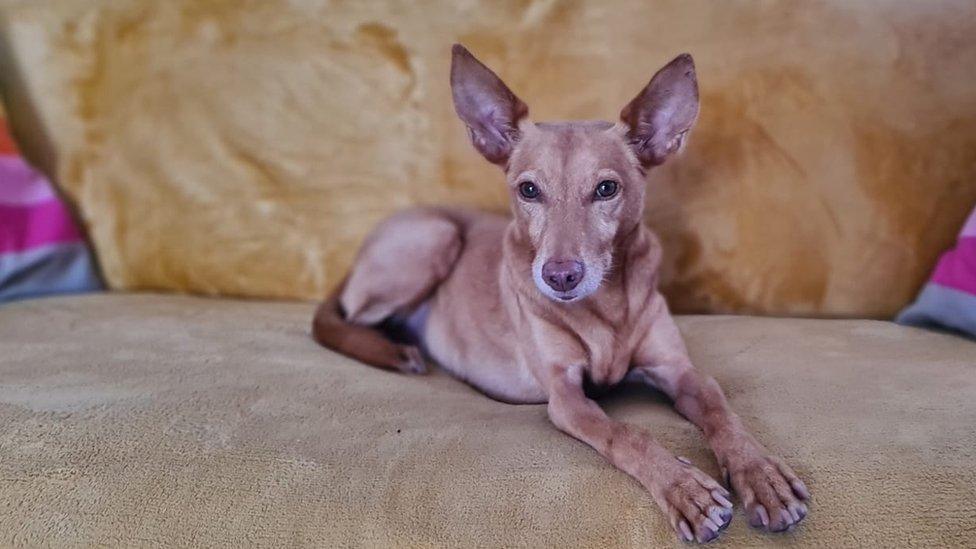 Pip the dog sits on a sofa