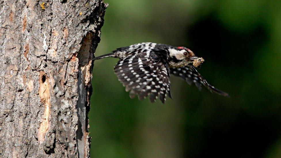 Lesser-spotted woodpecker