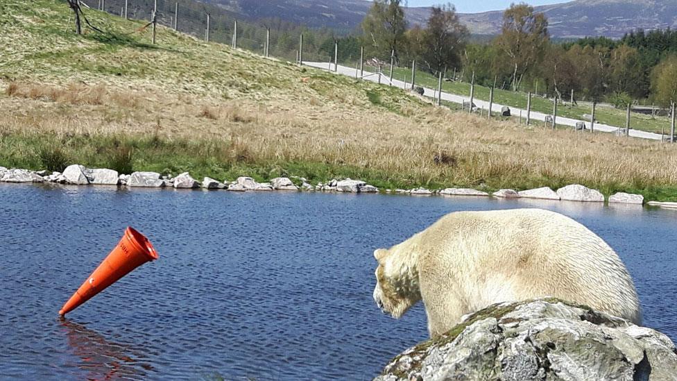 Polar bear with traffic cone