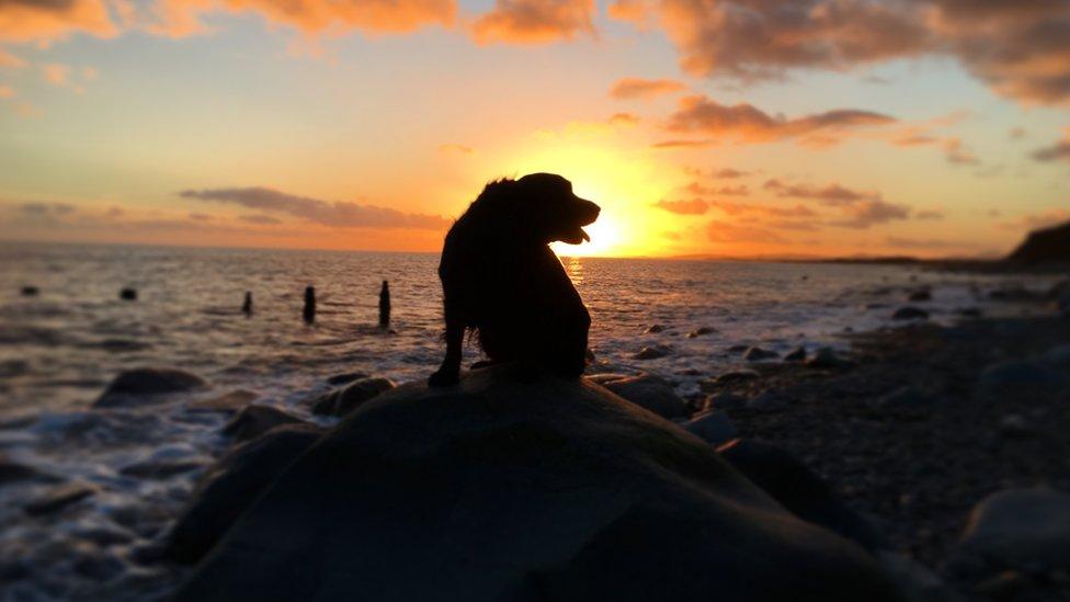 Cocker spaniel Smudge at Criccieth, Gwynedd, by owner Mat Hughes