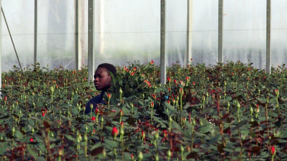 Man collecting flowers in a greenhouse