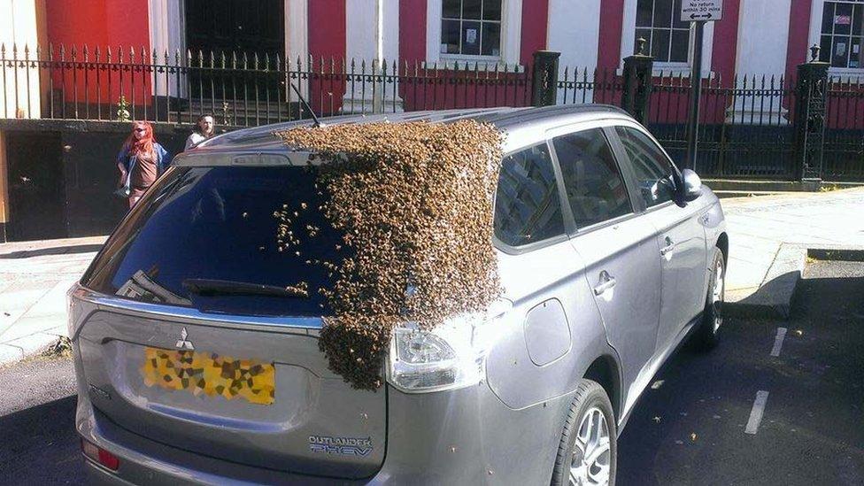 A swarm of bees on a car in Haverfordwest