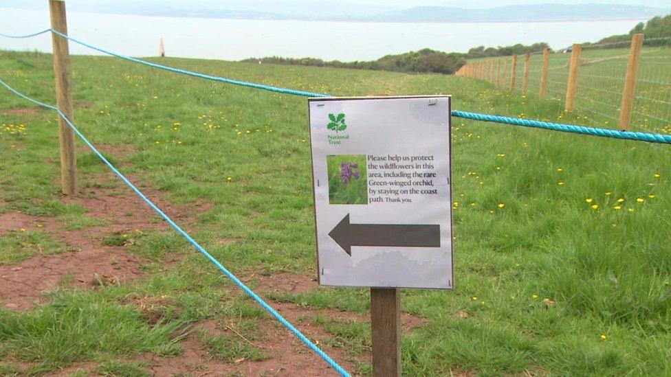 Green-winged orchid warning sign