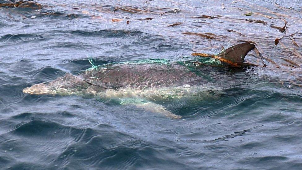 Dolphin calf tangled in fishing net