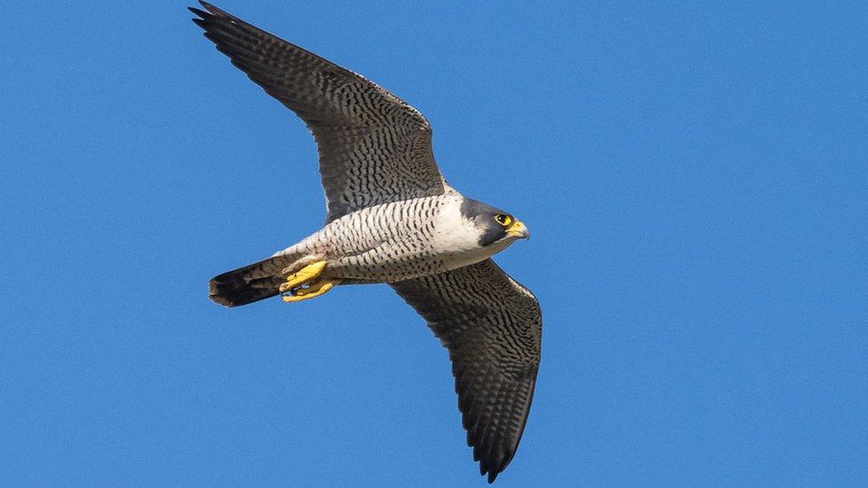 Ely Cathedral peregrine falcons