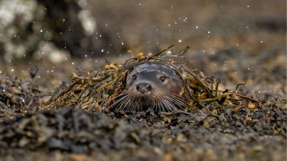 An otter camouflaged in the water