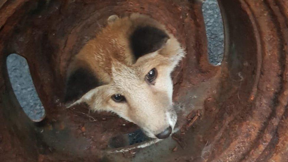 Fox head stuck in wheel