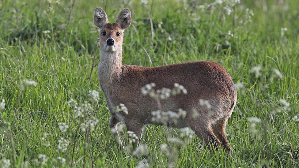 Chinese water deer