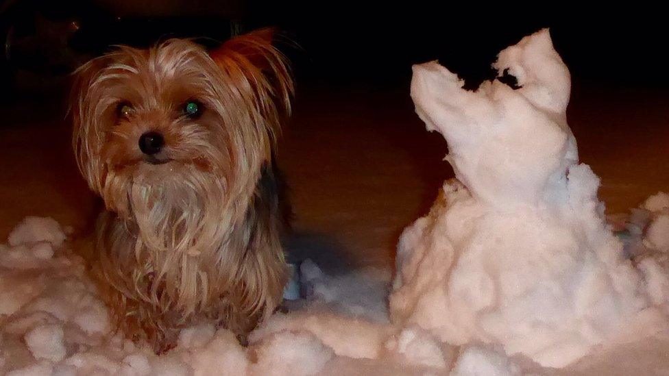 Snow dogs in Kilmacolm