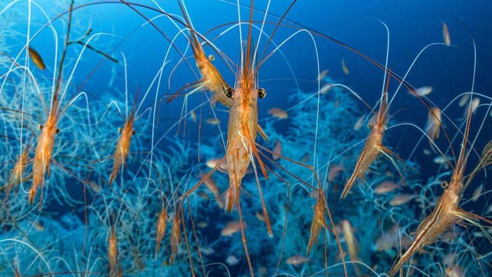 Narwhal shrimp in deep water in the French Mediterranean.