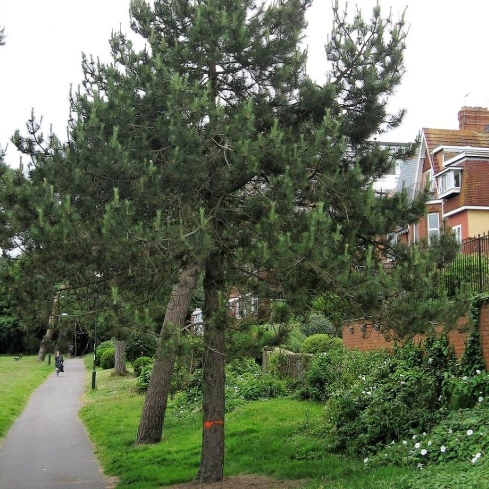 One of the attacked trees in West Cliff, Bournemouth