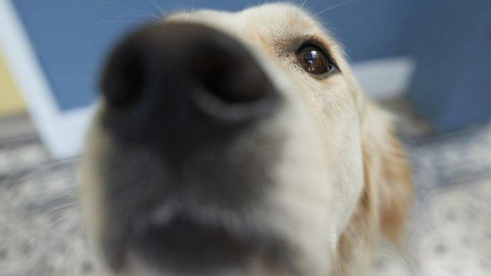 Close up of a dog's nose