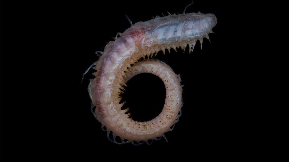 Polynoid Polychaete Worm