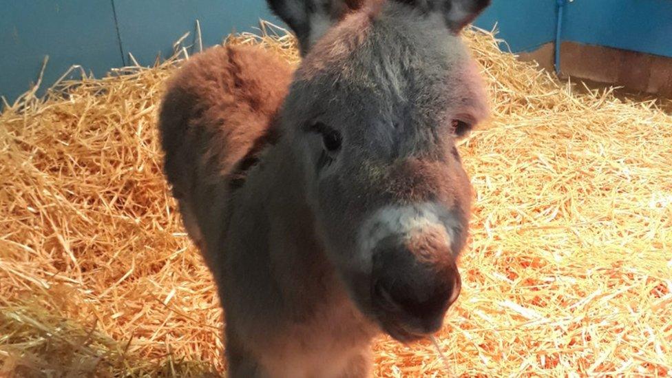 Sam the foal at one week old