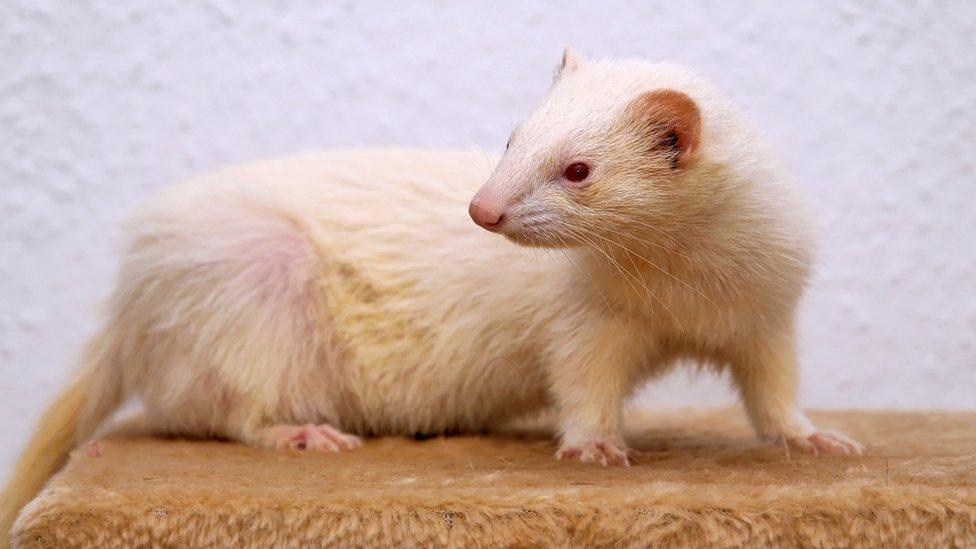 Ferret