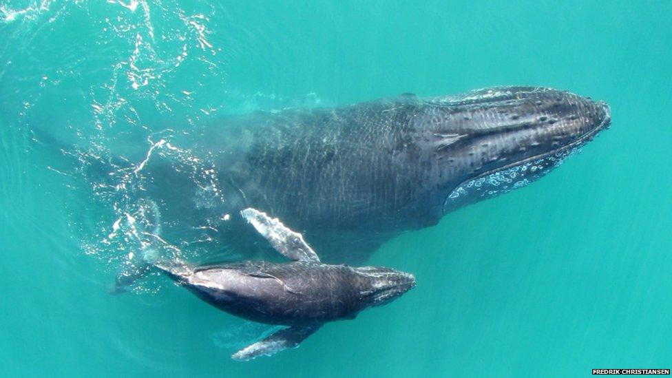 Humpback whale calf swimming with its mother