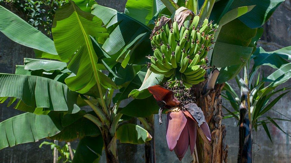 Banana plant