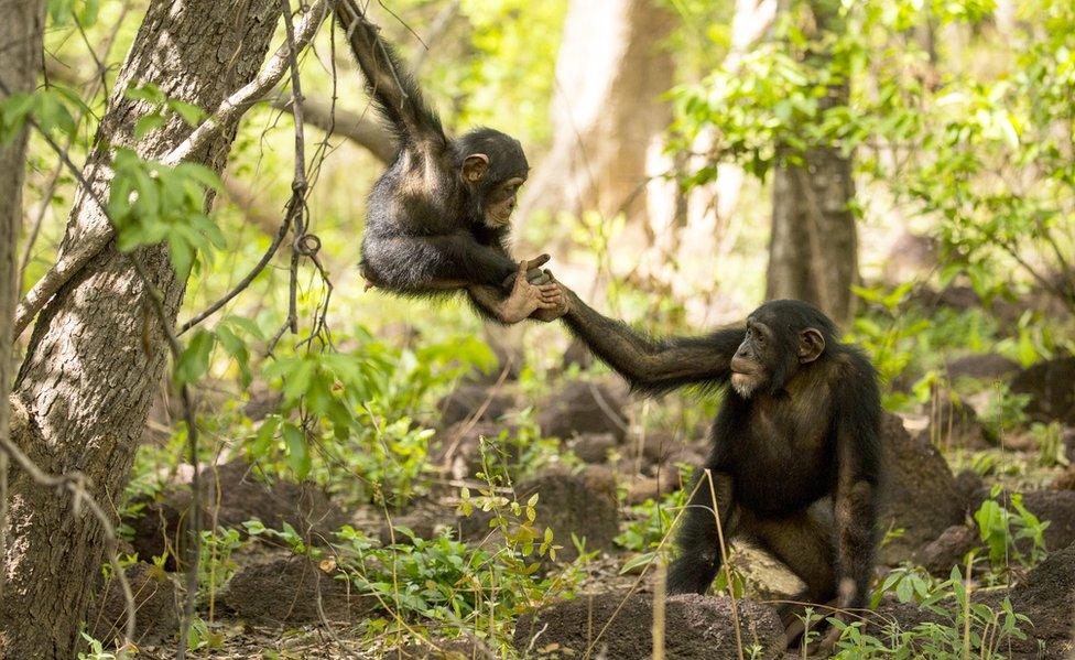 Chimpanzees in Dynasties