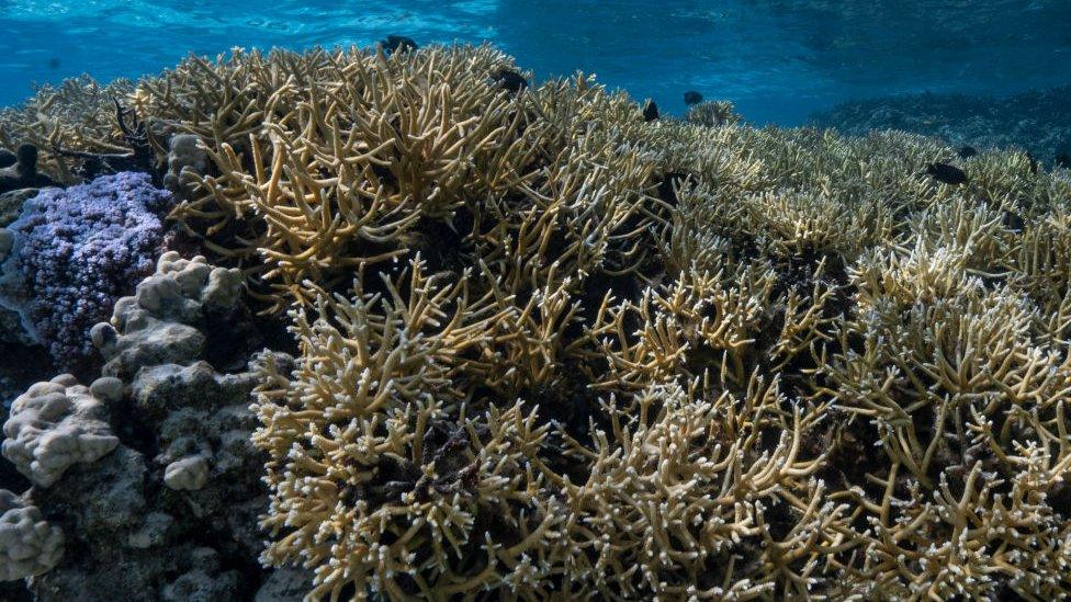 Coral bleaching