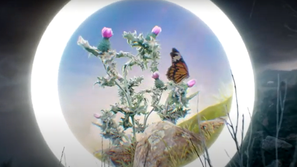 Butterfly on thistle - still image from video