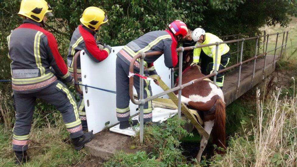 Horse being rescued