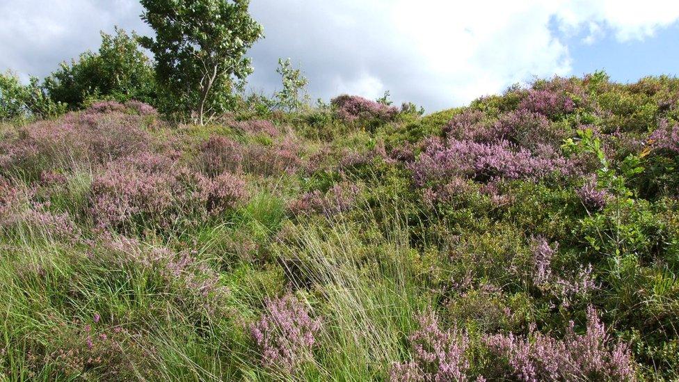 Heathland