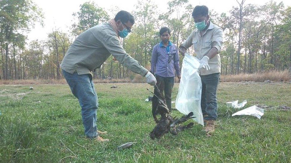 Three giant ibis were poisoned